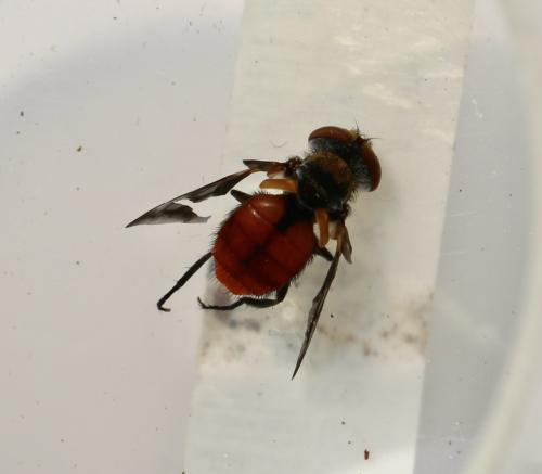 Ectophasia oblonga
